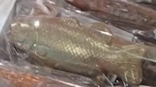 Load image into Gallery viewer, Milk Chocolate Bass Fish Pretzel Snack Stick